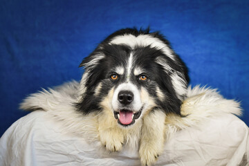 Calm Border Collie Posing Against Blue Background. A well-groomed black and white Border Collie is lying on a soft white faux fur blanket, placed over a crumpled white sheet. The dog gazes calmly