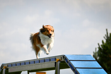 Dog is running on agility balance beam. She is so incredible dog on agility.