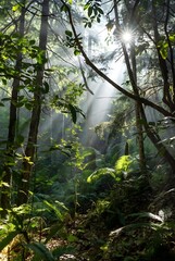 Obraz premium misty morning in the forest