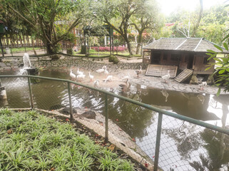 Naklejka premium Animal-themed photography of several white swans happily swimming and sunbathing by the edge of a zoo pond. Swans gathered by the pond approaching visitors on a bridge. Animal Landscape
