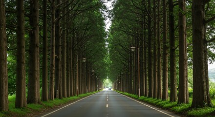 Tree Lined Roadway with Green Foliage and Streetlights