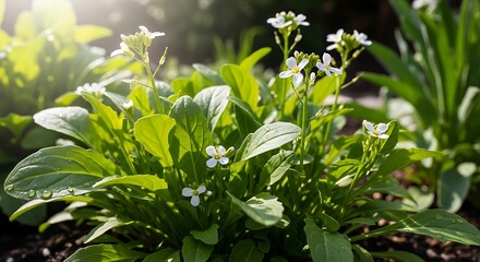 Blooming Bok Choy - A Vibrant Display of Green and White.