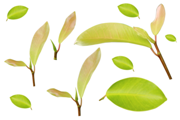 leaves Green natural