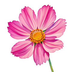 Obraz premium Vibrant Pink Peony isolated on transparent background