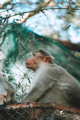 mother monkey looking in the eyes