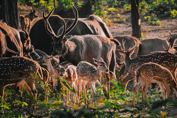 A group of wild deer in the forest
