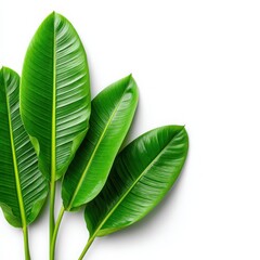 Obraz premium Vibrant Green Banana Leaves in Detailed Close-Up for Nature Lovers