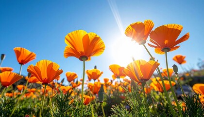 Obraz premium Sun-drenched field of vibrant orange poppies against a clear blue sky