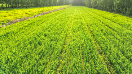 Farming land with young organic cereal crops