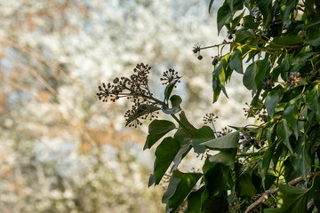 White blossoming tree in a natural garden setting with ivy leaf silhouette, symbolizing renewal and the start of spring.
