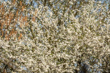 Flowering Prunus tree (Prunus avium) in full bloom during spring, framed by forest foliage.