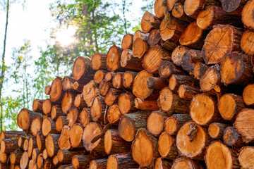 Tree trunks piled beneath a clear sky