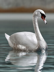 Fototapeta premium Swan swimming gracefully on a calm lake.