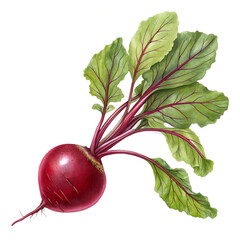 Fresh red beetroot with green leaves isolated on transparent background