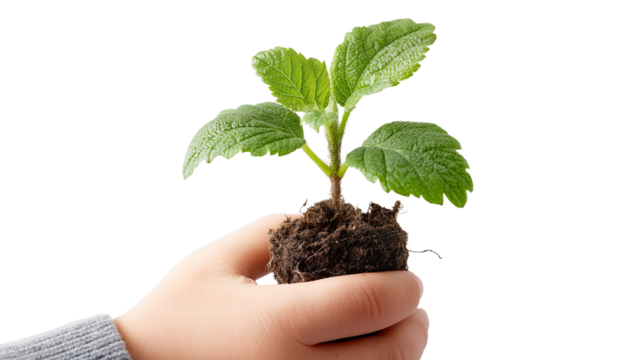 Hand holding a small green plant with soil on transparent background