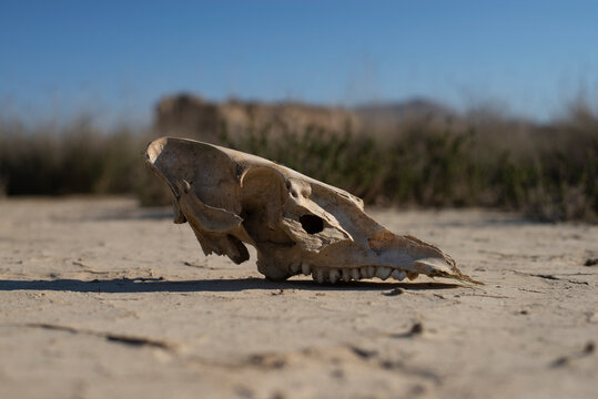 Animal skull on cracked desert ground under blue sky