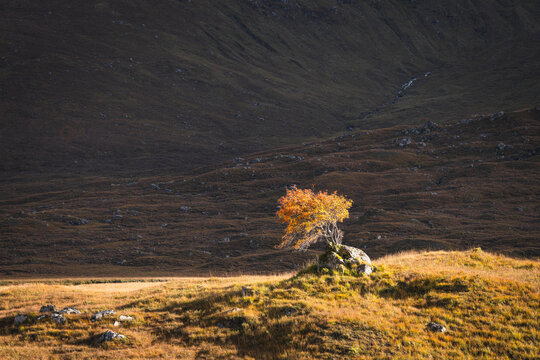 small tree alone in the autumn