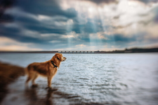 Dog Standing in Lake with Sun Rays in background