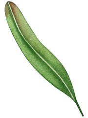 Obraz premium Watercolor Illustration of Sea Buckthorn Branch with Ripe Berries and Green Leaves on white Background, Watercolor Clipart Illustration for packaging and food design.