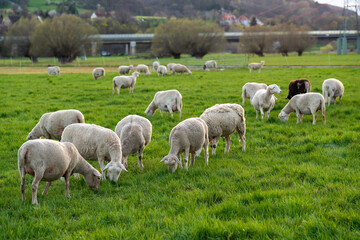 Obraz premium Tranquil rural scene with a small flock of sheep grazing on lush green grass inside fenced paddock. Peaceful farm animals enjoying sunny day in countryside.