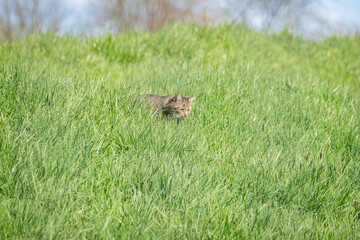 Domestic cat crouching in lush spring grass, blending into the natural landscape.