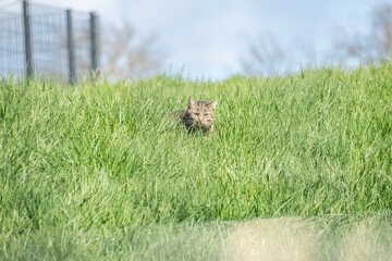 Tabby cat hiding in tall green grass on a sunny day, peeking out from the field with a focused expression.