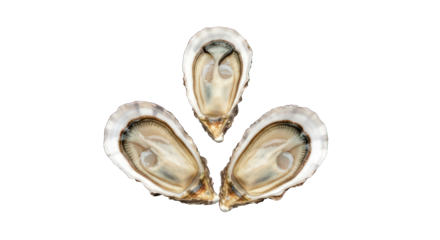 Three raw oysters in shells arranged in a triangle on a dark background