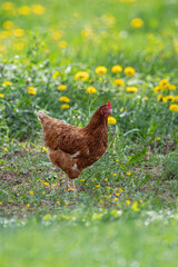 Domestic Hen (Gallus gallus domesticus) free-ranging foraging in yellow blooming Dandelion (Taraxacum officinale) meadow, Baden-Wuerttemberg, Germany