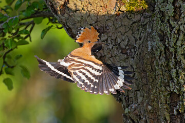 Eurasian Hoopoe (Upupa epops) adult flying with open wings, Baden-Wuerttemberg, Germany © Martin Grimm