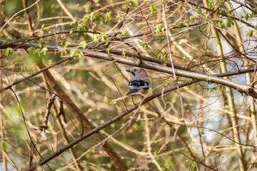 Eurasian jay (Garrulus glandarius) among tree branches in spring forest, dynamic bird motion in natural habitat.