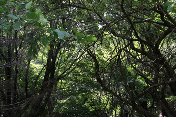 Trees in natural forest background. Tree branches with lush green leaves in summer.