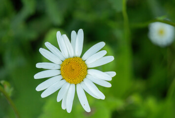 Obraz premium Top view of a beautiful white daisy flower with a vibrant yellow center blooming in a lush green garden.