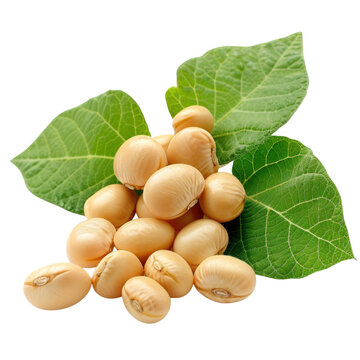 Fresh soybeans close up healthy food soybean plant leaves bean agriculture protein vegetarian diet