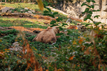 brown bear behind, sitting in zoo enclosure