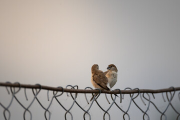 sparrow pair on a fence