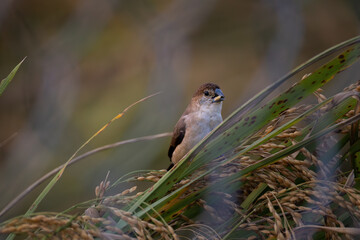 Little bird in a paddy field.