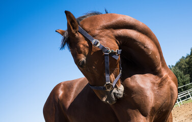 Portret młodego ogiera na tle niebieskiego nieba © kubikactive