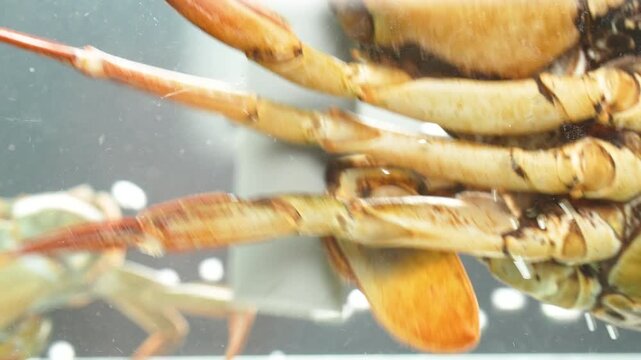 An extreme close-up (macro) shot of a live female mud crab's underside, detailing the wide plastron (abdomen).