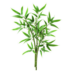 Fototapeta premium Lush Green Bamboo Shoots on Black Background Nature Photography Zen Decor Home Interior Serene Art