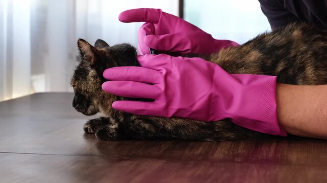 Vet doctor holds cat applying drops at withers, medicine from parasites, ticks, worms and fleas. Blister from parasites for animals. Hands in gloves. Pet treated with parasite remedy protection. 4K.