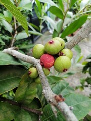 Unripe Green Fig Fruit Cluster Macro on Branch, Healthy Organic Food