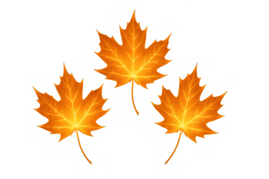 Autumn maple leaves falling, vibrant orange foliage representing change, season, and nature on transparent background