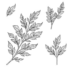 Elegant twigs with leaves, made by hand. Vector illustration, Botanical collection isolated on a white background. Suitable for postcards, logos, decorations, invitations, cosmetic design. 