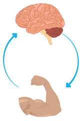 Nervous system control of muscle movement shown between brain and bice. eps 10