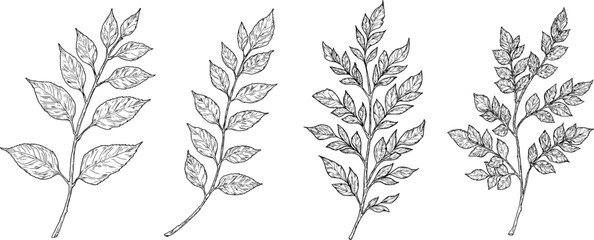 Elegant twigs with leaves, made by hand. Vector illustration, Botanical collection isolated on a white background. Suitable for postcards, logos, decorations, invitations, cosmetic design.  © Elena