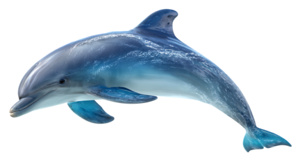 A blue dolphin swimming on transparent background