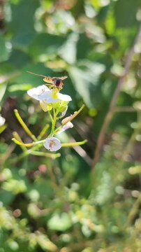  Episyrphus balteatus. La mosca cernidora se alimenta de n&eacute;ctar. 