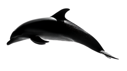 A black dolphin on transparent background