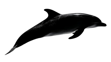 Silhouette of a dolphin jumping on transparent background