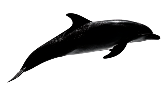 Silhouette of a dolphin jumping on transparent background
